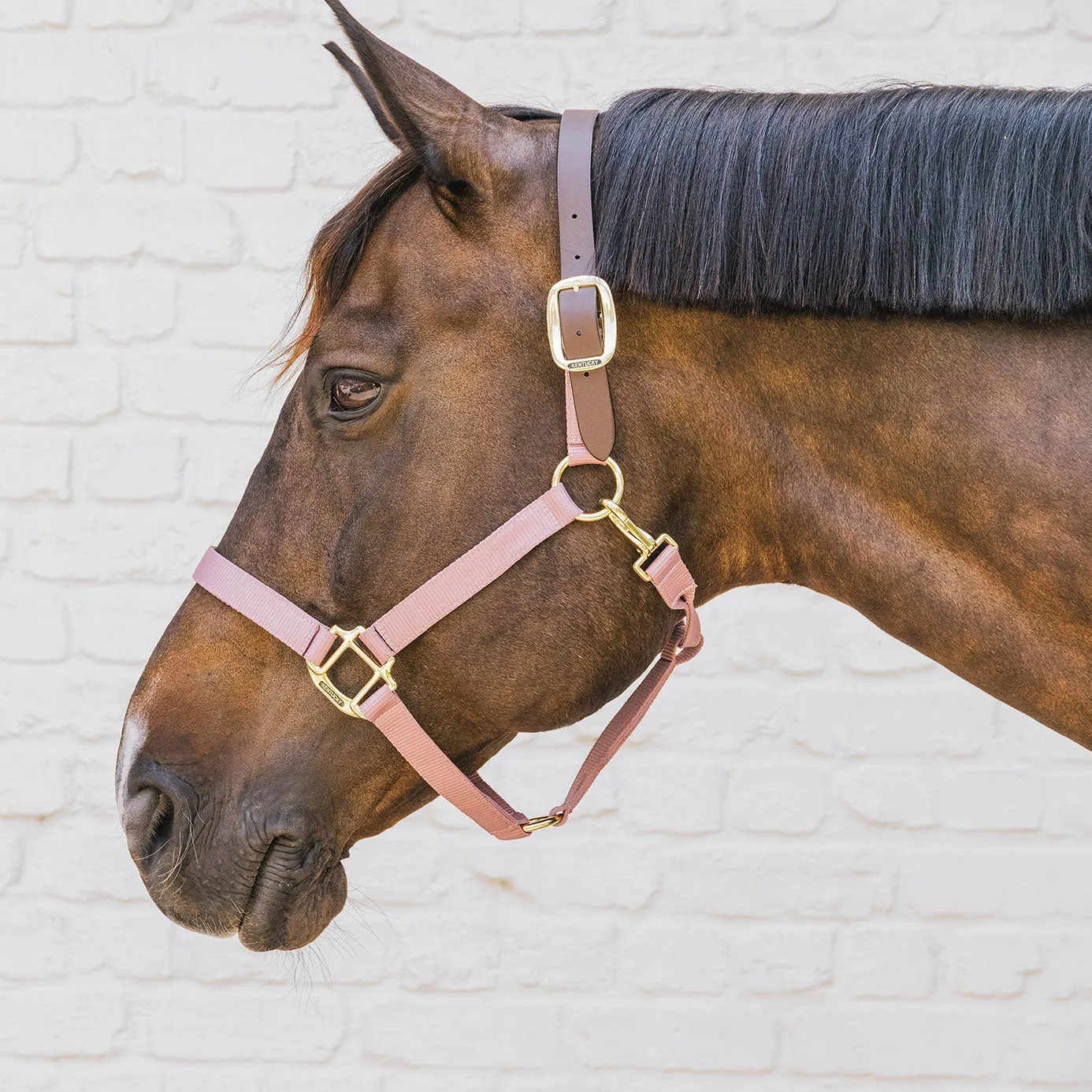 Kentucky Horsewear Nylon Breakaway Headcollar - Old Rose