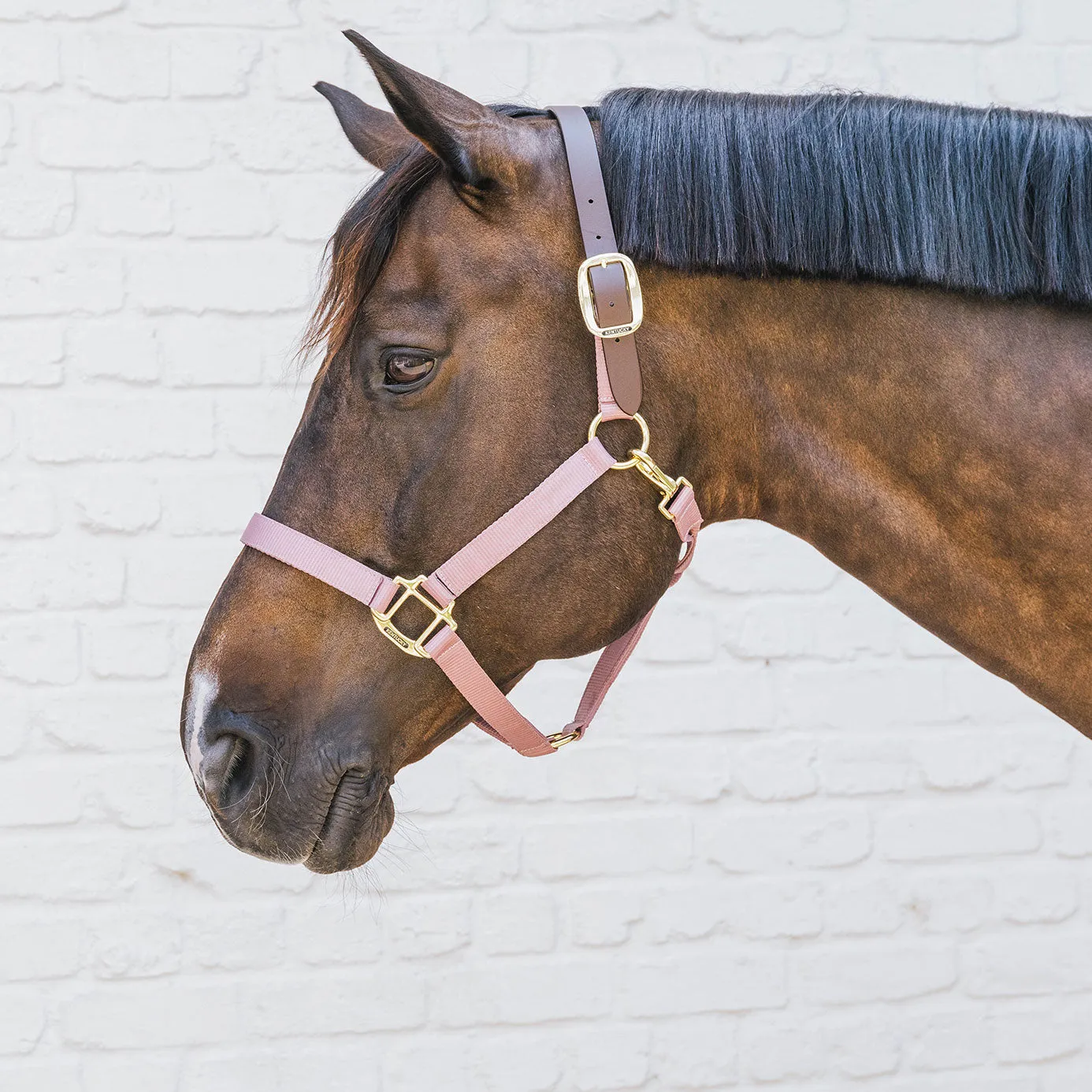 Kentucky Horsewear Nylon Breakaway Headcollar - Old Rose