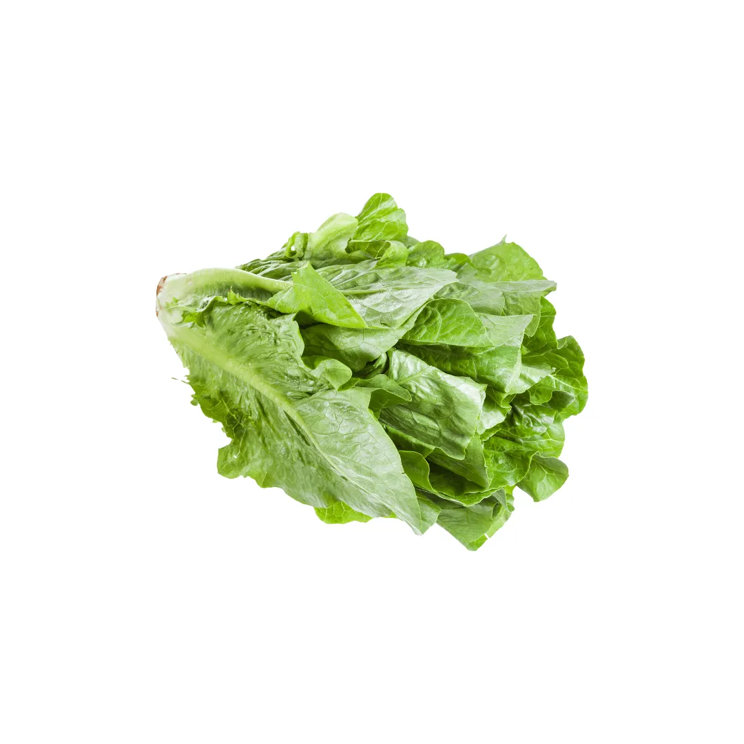 Paris White Romaine Seeds | Ritchie Feed & Seed Inc.